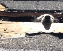 Raccoon in West Roxbury, MA peeking his head out of a hole in a roof