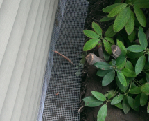 This is an example if a dug in underground fence.  The Hardwarecloth is attached to the bottom of this home addition and extended into the trench dug around the structure.