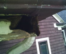 We were called to Somerville for a report that a customer had squirrels in a rear porch roof. After completing the inspection it was determined that there was an entry hole in the rear porch soffit.