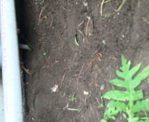 Here is the finished product.  You can't tell that there is concrete or hardware cloth under the dirt.  We aim to make everything look natural and professional.  (After)