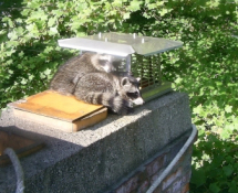 Raccoons excluded from a home in Arlington