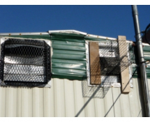 Getting Rid of Raccoons from a building in Newton MA