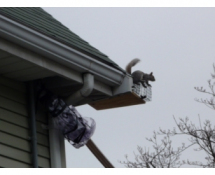Squirrel removal at entry point in Arlington MA
