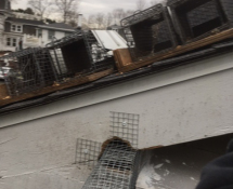 Here you will find the one way door and traps used to remove squirrels from a home in Wellesley, MA