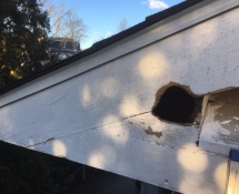 Squirrel entry point
