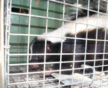 Trapped Skunk
