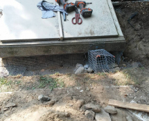 We installed a one way door so the animal was able to exit but not able to get back in.  GET THEM OUT AND KEEP THEM OUT! 