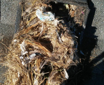 Birds Nesting in a Roof Vent (Before)