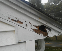 Squirrels chewed a hole through this roof line in Tewksbury