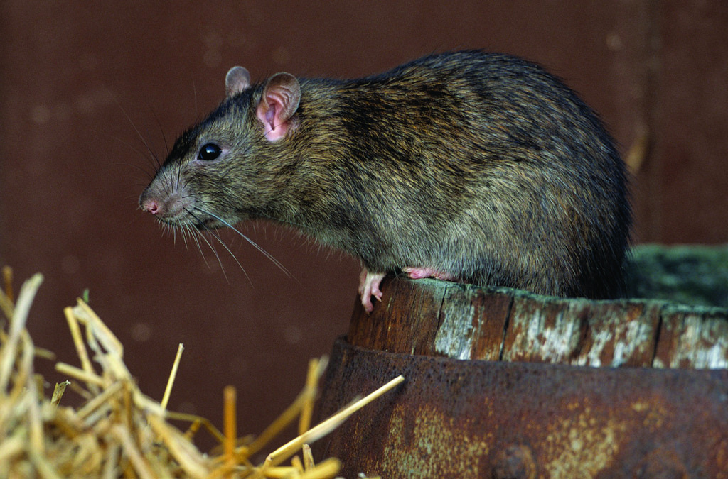 Rat problems in Boston