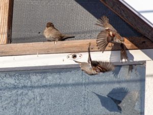 Deterring Birds and Pigeons: Methods to Protect Your Property 1