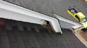 Animal Damage to Boston Home