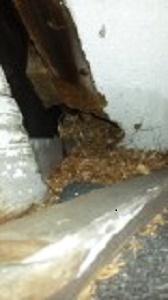 Close Up of Animal Damage to Boston Home