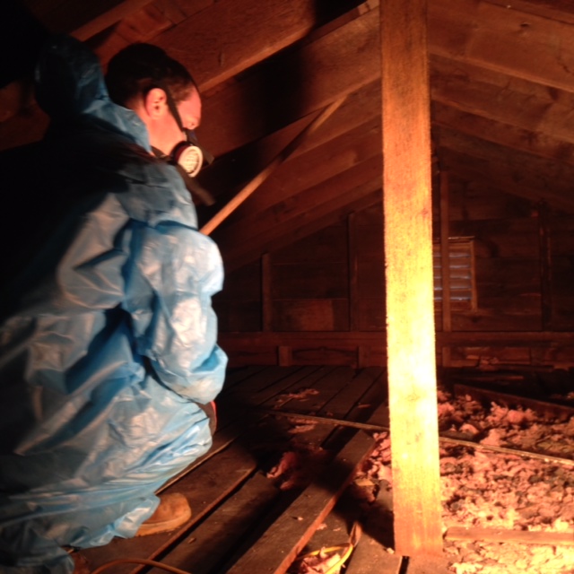staff member in attic