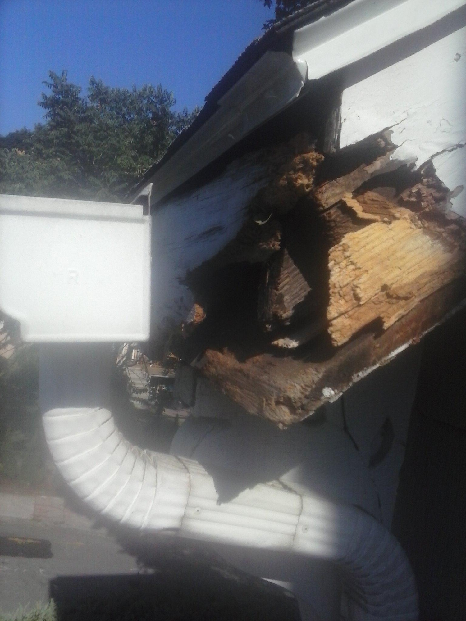 squirrel damage before