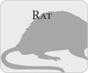 Rat