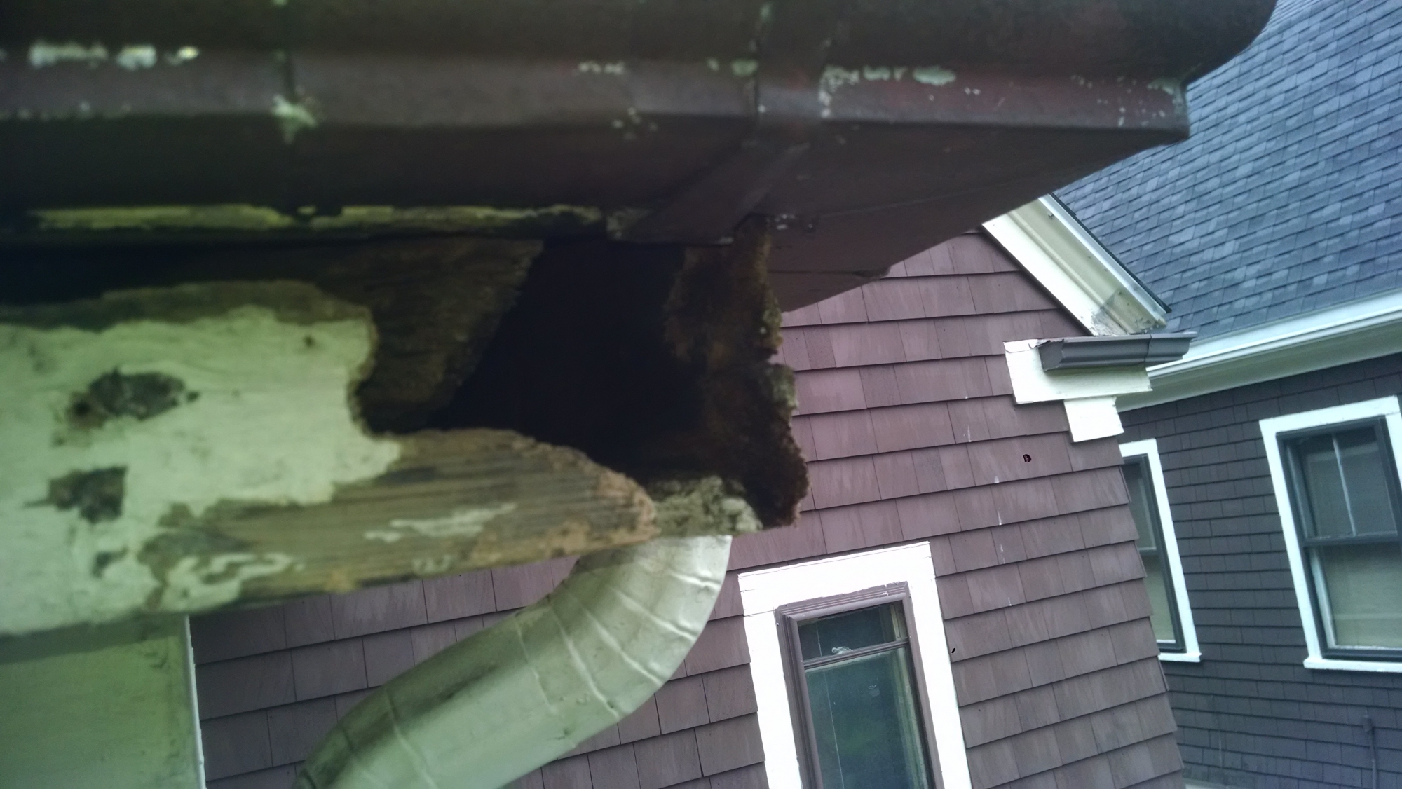 squirrel damage before