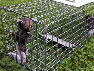 Humane Wildlife Removal: Why It Matters and How It's Done 1