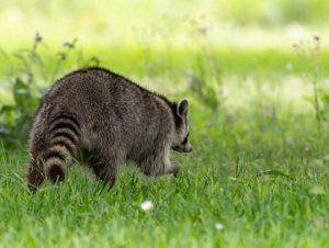 Effective Animal Control Methods: Pros and Cons 1