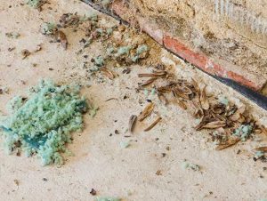What Is the Best Way to Clean Mouse Droppings? 1