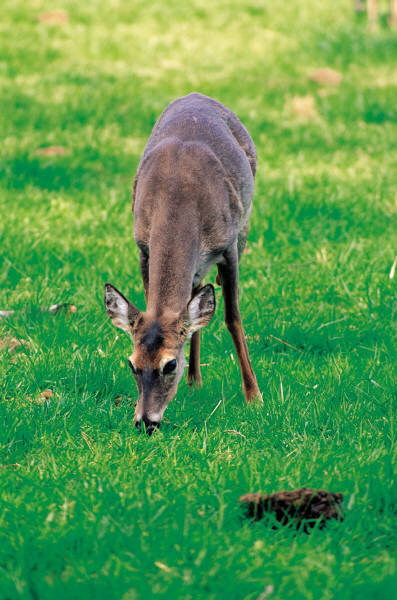 Boston deer control, damages, and prevention