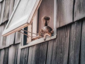 Why Is Wildlife Control So Important for Your House? 1