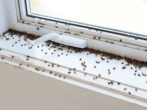 Ant Control Quincy, MA