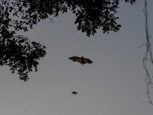 Bat Removal Westwood, MA