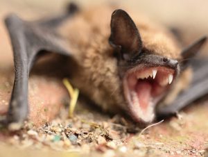 Bat Removal in Arlington, MA
