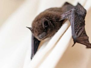 Bat Removal in Lexington, MA