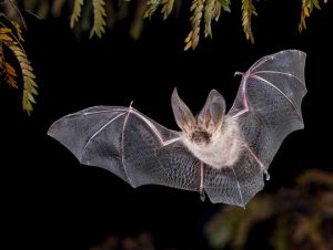 Bat Removal in Medford, MA