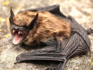 Bat Removal in Somerville, MA