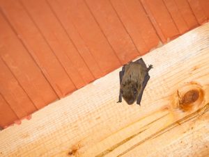 Bat Removal in Weston, MA