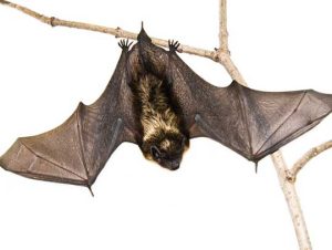 Bat Removal in Winchester, MA