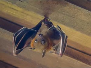 Bat removal in Avon, MA