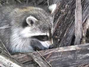 Critter Control® of Bedford, MA