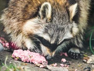 Critter Control® of Chelmsford, MA