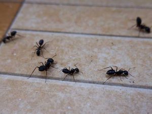 Effective Ant Control in Milton, MA