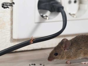 Mice Removal Needham, MA