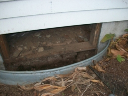 Skunk Removal and Exclusion from crawlspace