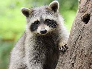 Raccoon Removal In Boxford, MA
