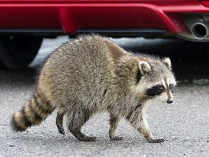 Raccoon Removal in Georgetown, MA
