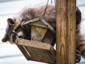 Raccoon Removal in Quincy, MA