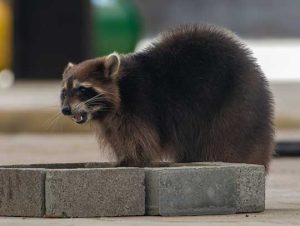 Raccoon Removal Sharon, MA