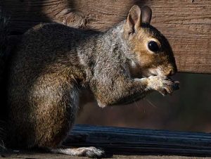 Rodent Removal in Sharon, MA