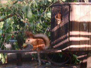 Squirrel Removal in Avon, MA