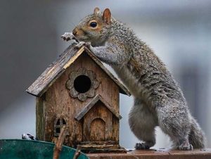 Squirrel Removal in Bedford, MA