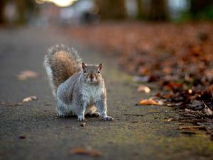 Squirrel Removal in Chelmsford, MA