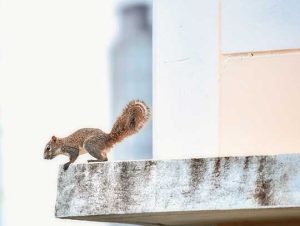Squirrel Removal in Lincoln, MA