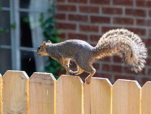 Squirrel Removal in Medford, MA